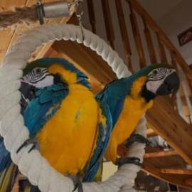 Beautiful  African Grey  and macaw parrots availab